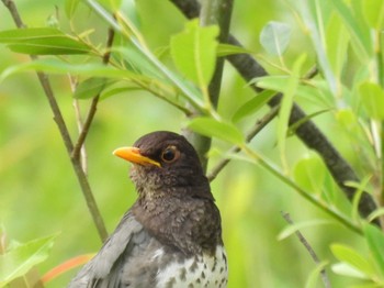 Japanese Thrush Nishioka Park Sun, 7/2/2023