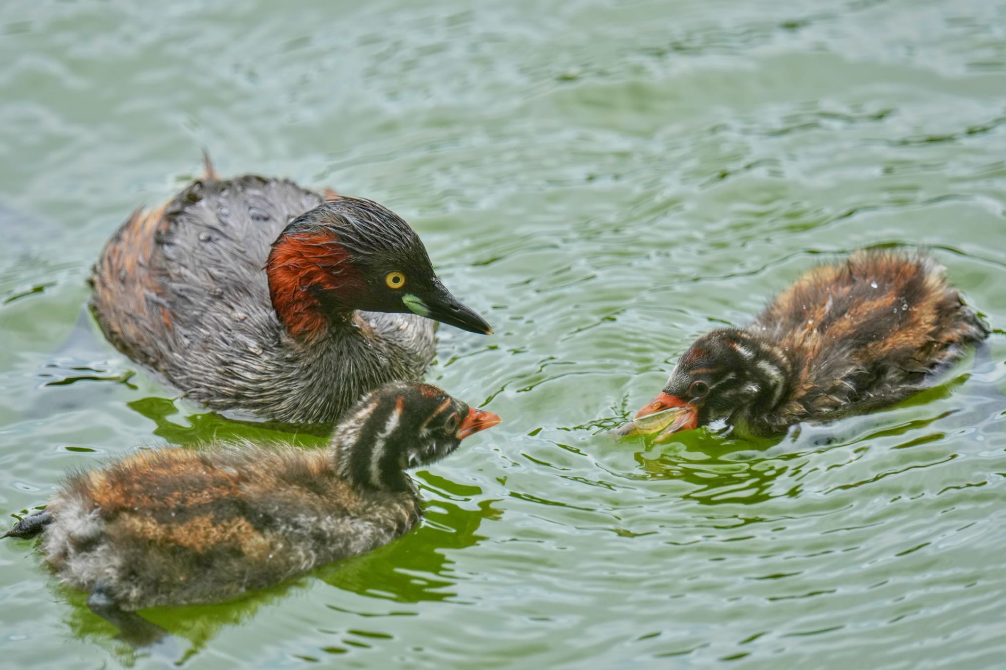 薬師池公園 カイツブリの写真