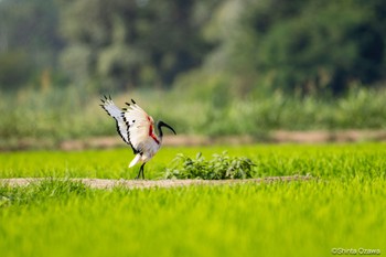 African Sacred Ibis Milano, Italy Wed, 7/12/2023