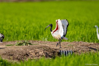 African Sacred Ibis Milano, Italy Wed, 7/12/2023