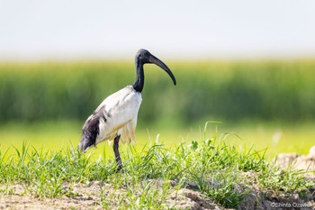 African Sacred Ibis Milano, Italy Wed, 7/12/2023