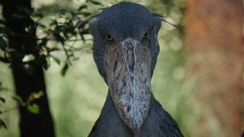 Shoebill 神戸どうぶつ王国 Sun, 7/31/2016