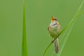 Black-browed Reed Warbler Watarase Yusuichi (Wetland) Sun, 7/9/2023