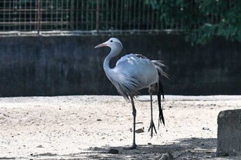 Blue Crane