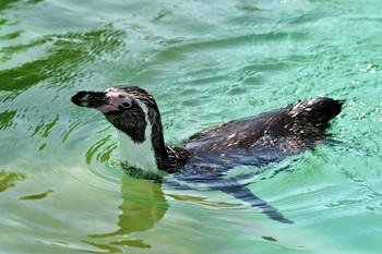 フンボルトペンギン 場所が不明 2023年7月7日(金)