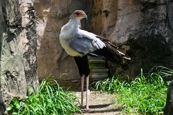 Secretarybird Unknown Spots Fri, 7/7/2023