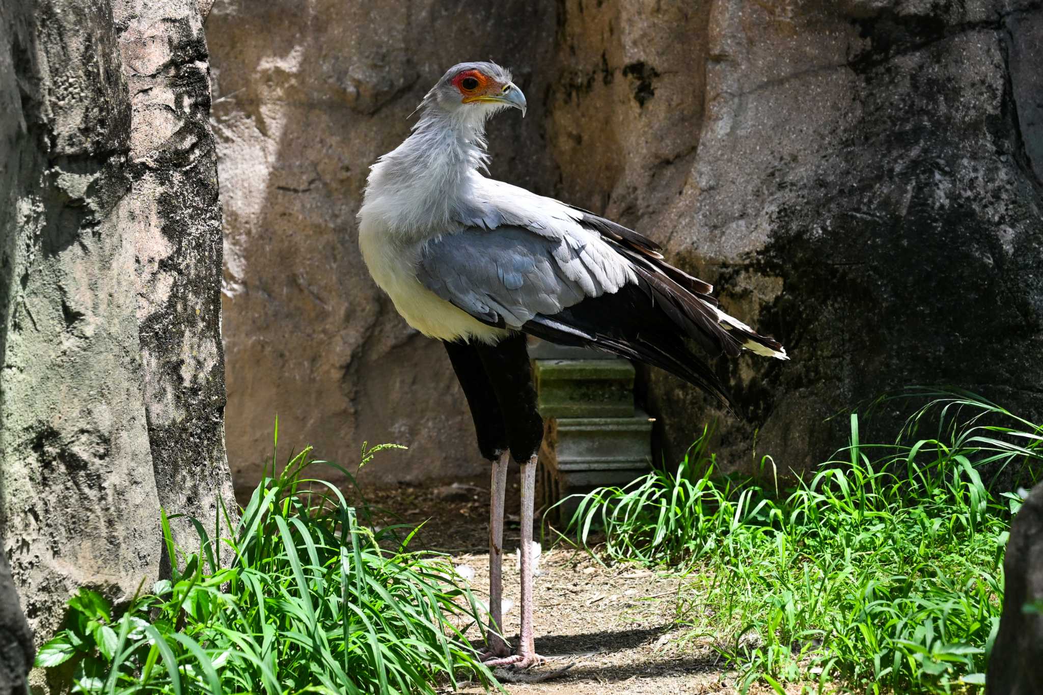 Photo of Secretarybird at  by Yokai