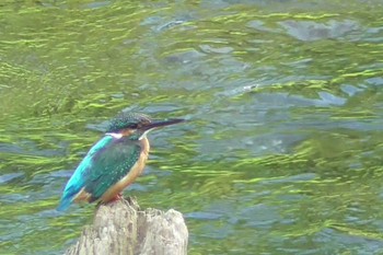 カワセミ 柳瀬川 2023年7月12日(水)