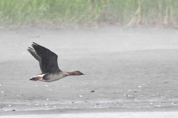 2023年6月29日(木) 濤沸湖の野鳥観察記録