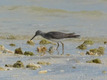 Grey-tailed Tattler Yoron Island Fri, 8/10/2018