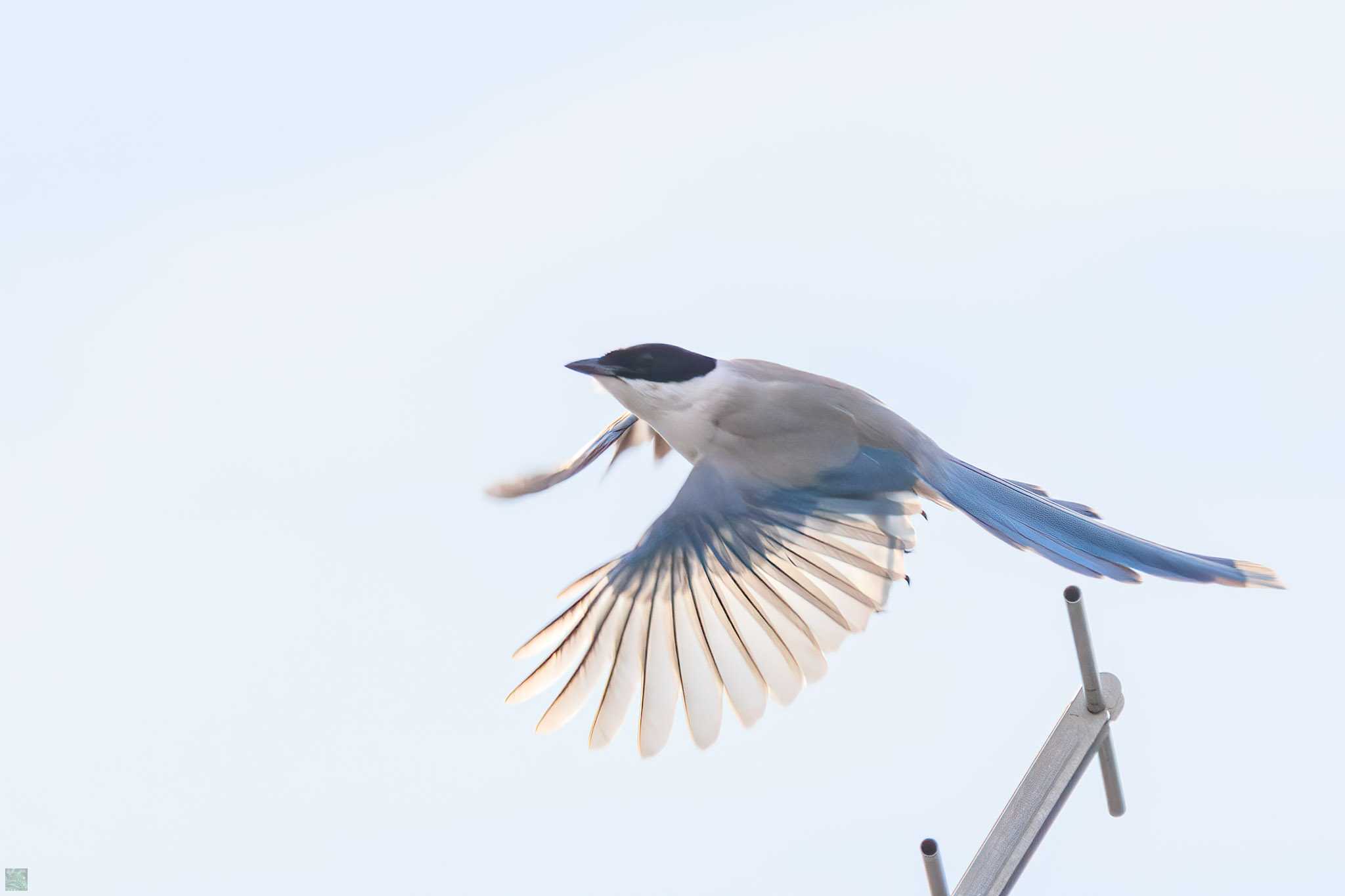 Azure-winged Magpie