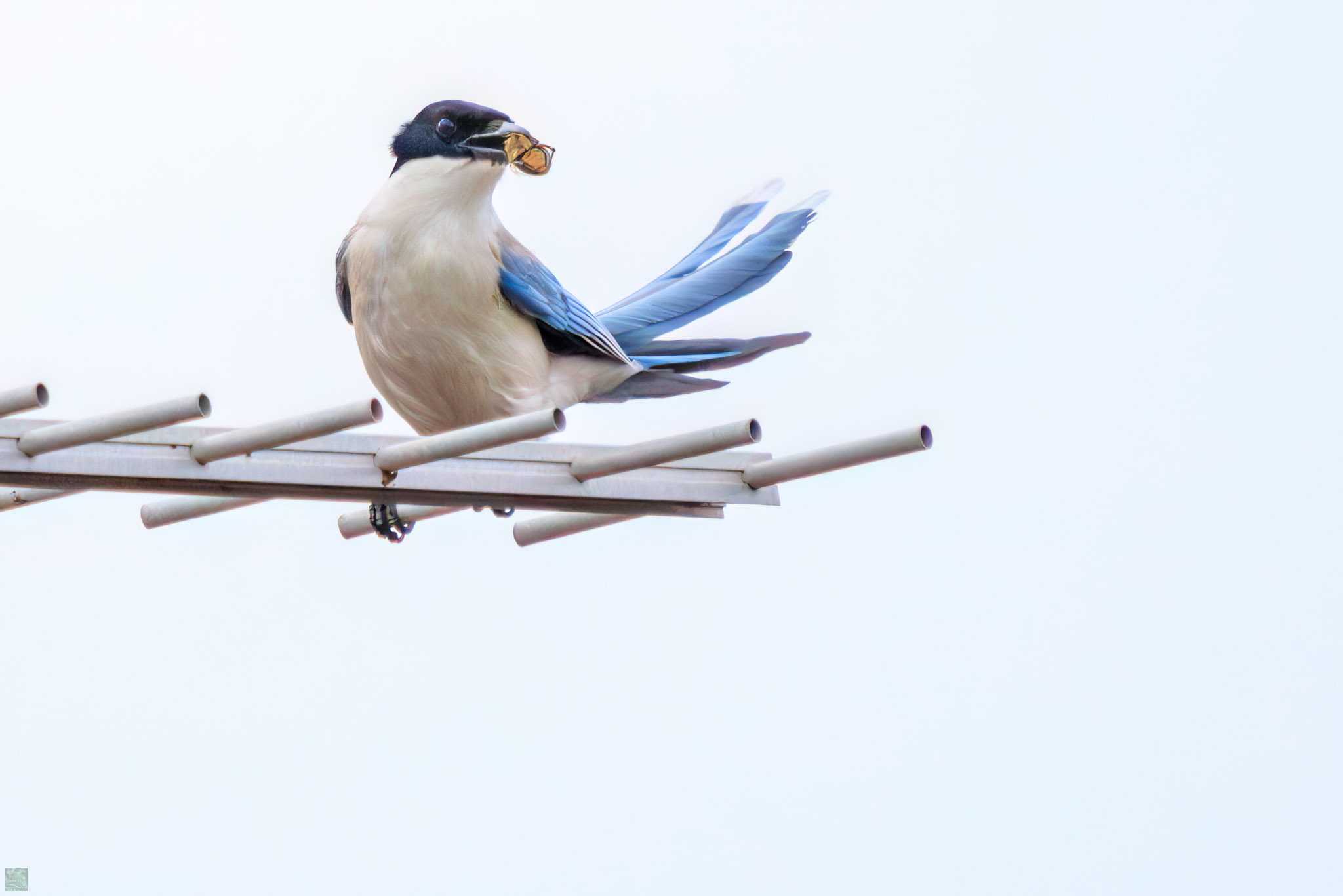 Azure-winged Magpie