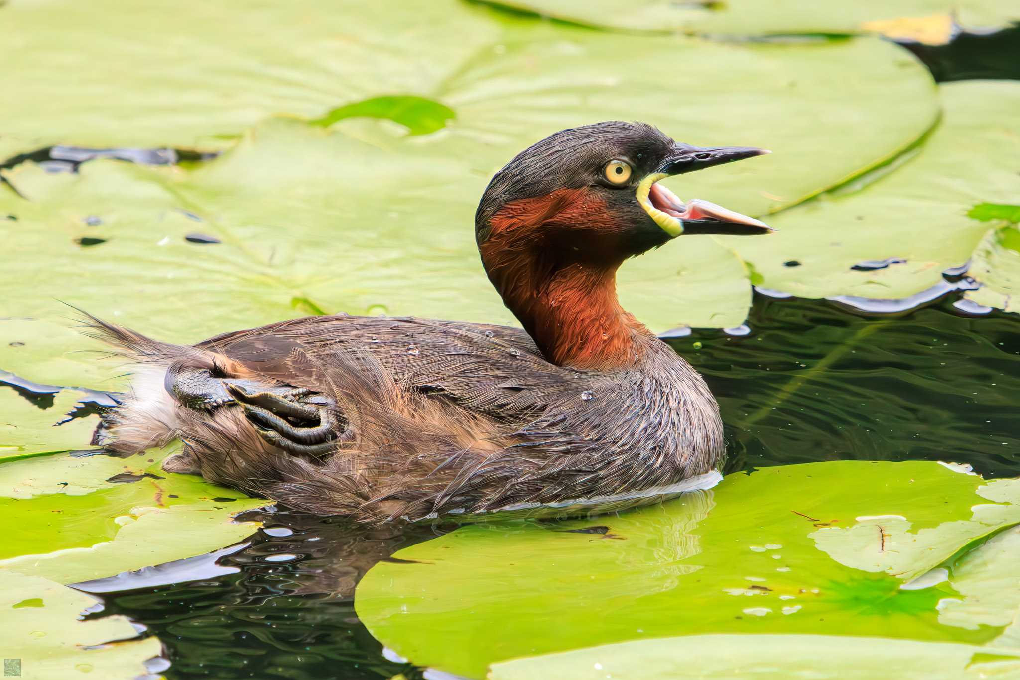 Little Grebe