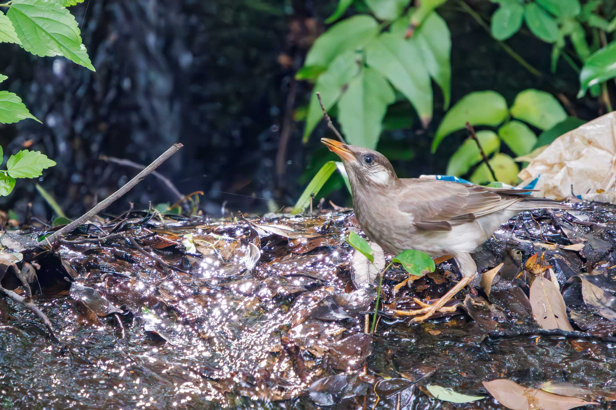 White-cheeked Starling