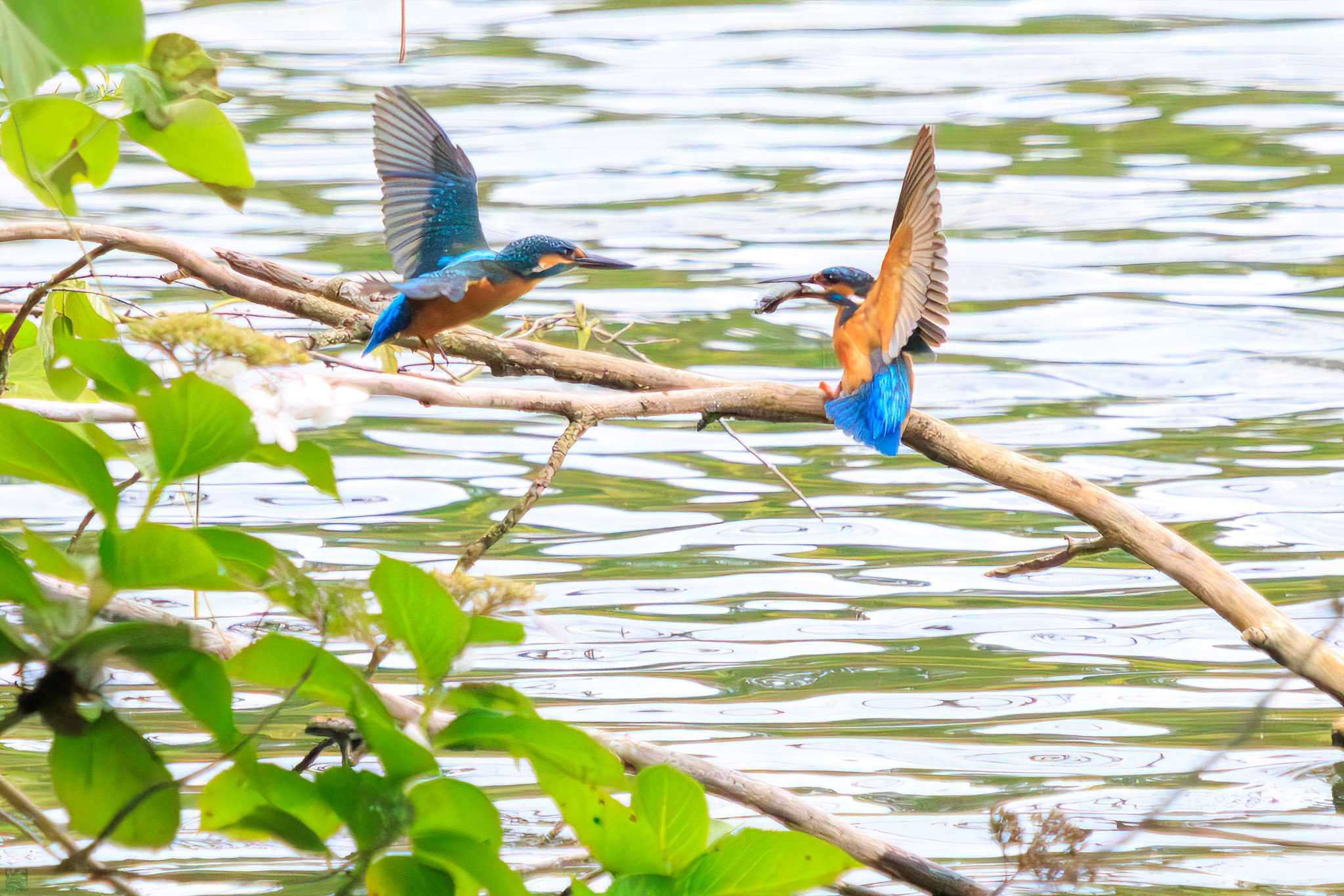 Common Kingfisher