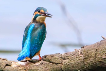 カワセミ 三ツ池公園(横浜市鶴見区) 2023年7月9日(日)