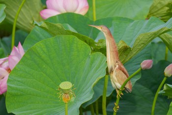 Yellow Bittern 館林 Sun, 7/2/2023