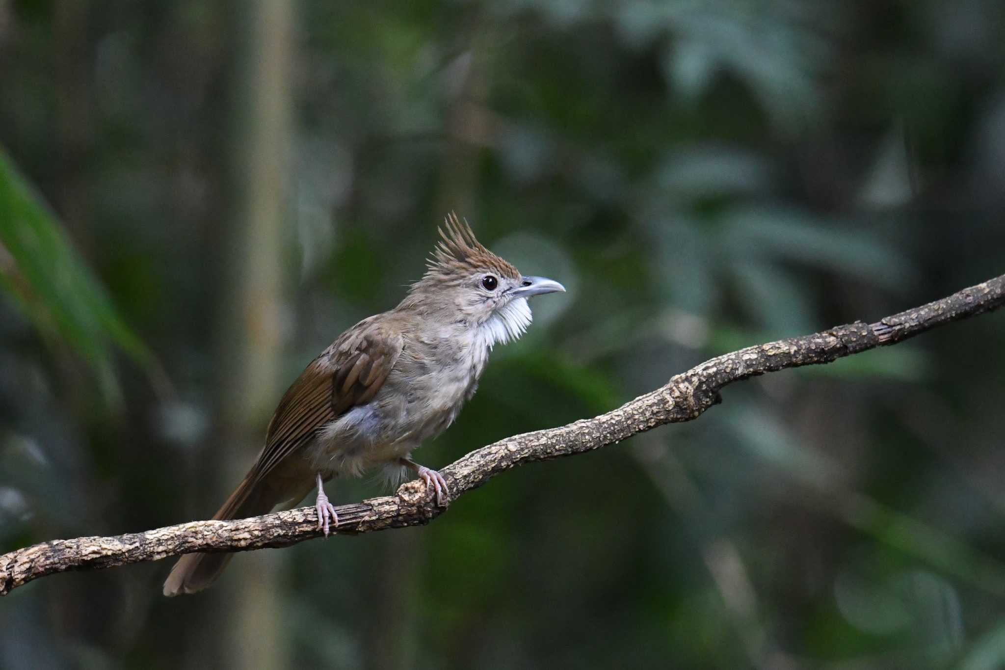 Photo of Ochraceous Bulbul at Kaeng Krachan National Park by あひる