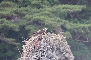 Osprey 浄土ヶ浜 Sat, 7/1/2023