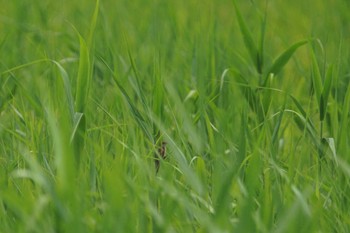 オオセッカ 渡良瀬遊水地 2023年6月21日(水)