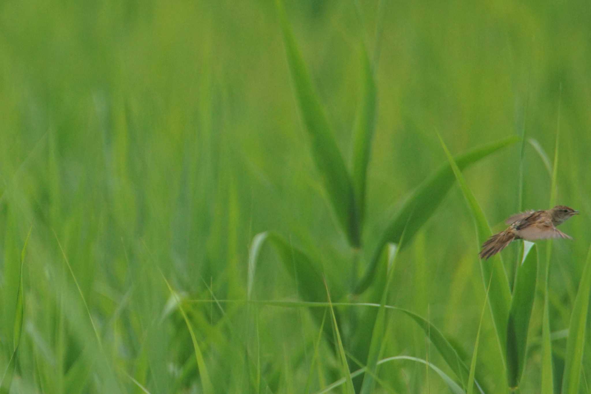 Photo of Marsh Grassbird at Watarase Yusuichi (Wetland) by bea