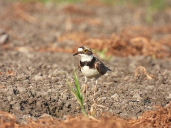 Wed, 7/12/2023 Birding report at Minuma Rice Field