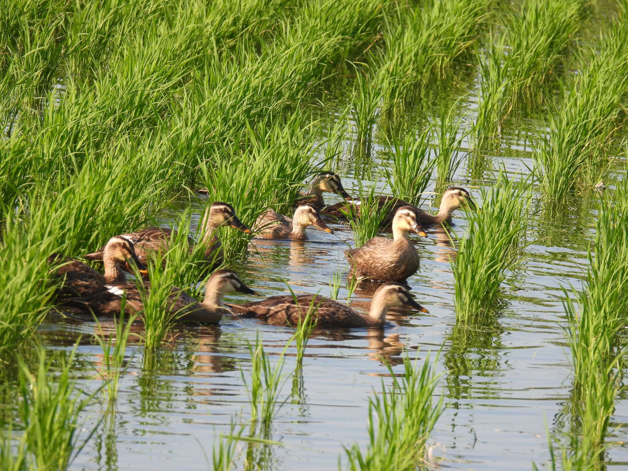 Eastern Spot-billed Duck