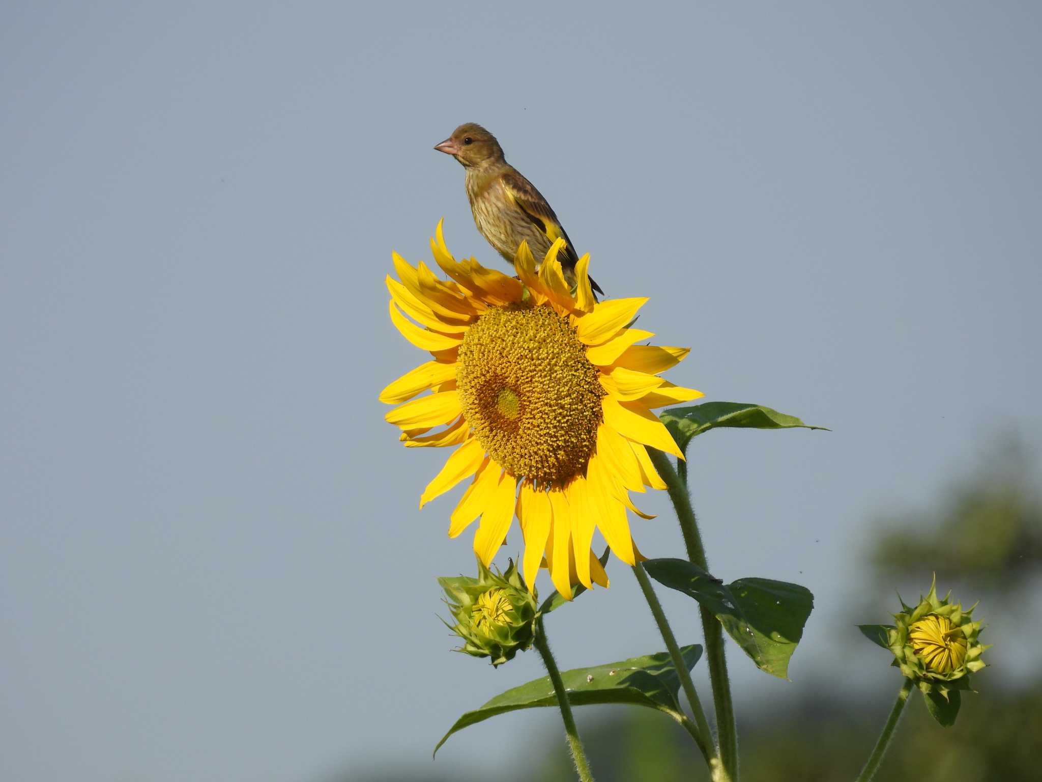 Grey-capped Greenfinch