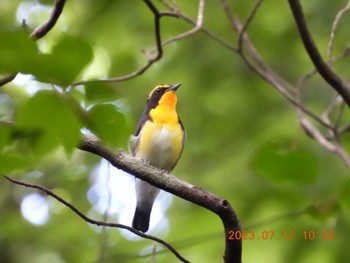 Narcissus Flycatcher アテビ平小鳥の森 Wed, 7/12/2023