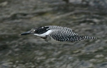 Crested Kingfisher Unknown Spots Unknown Date