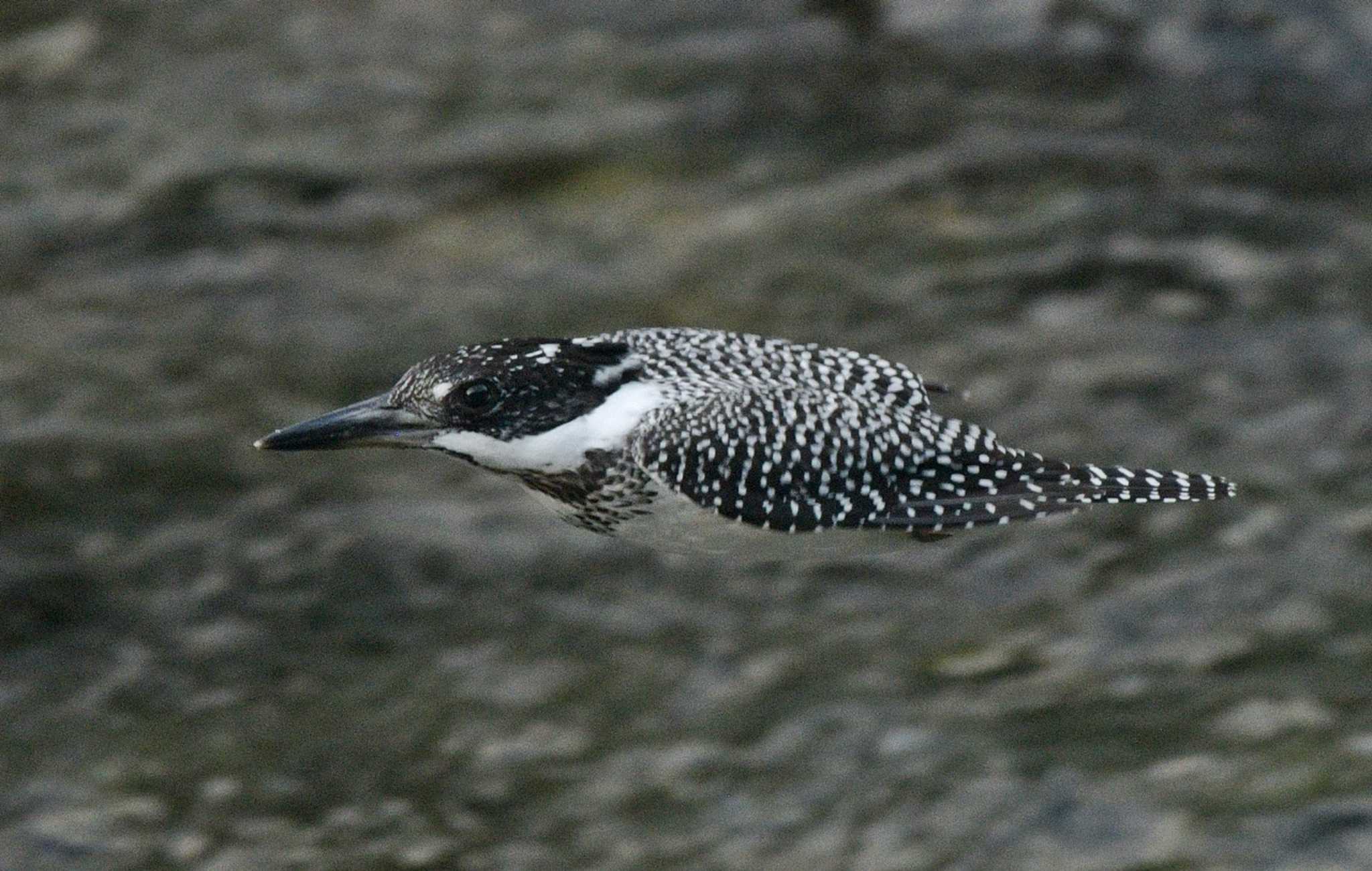 Photo of Crested Kingfisher at  by くまのみ