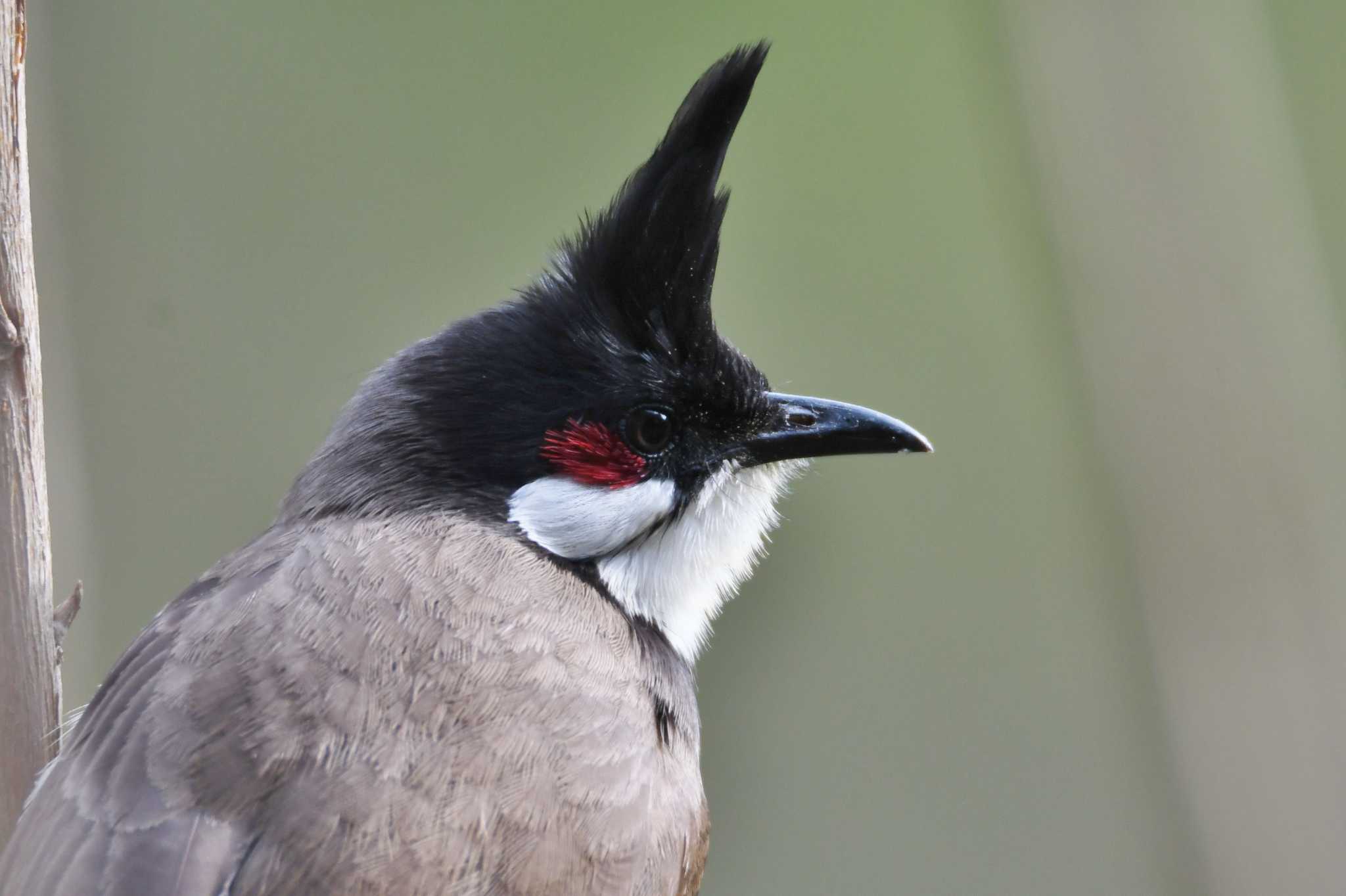 Red-whiskered Bulbul