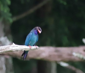 ブッポウソウ 岡山県吉備中央町 2023年7月12日(水)