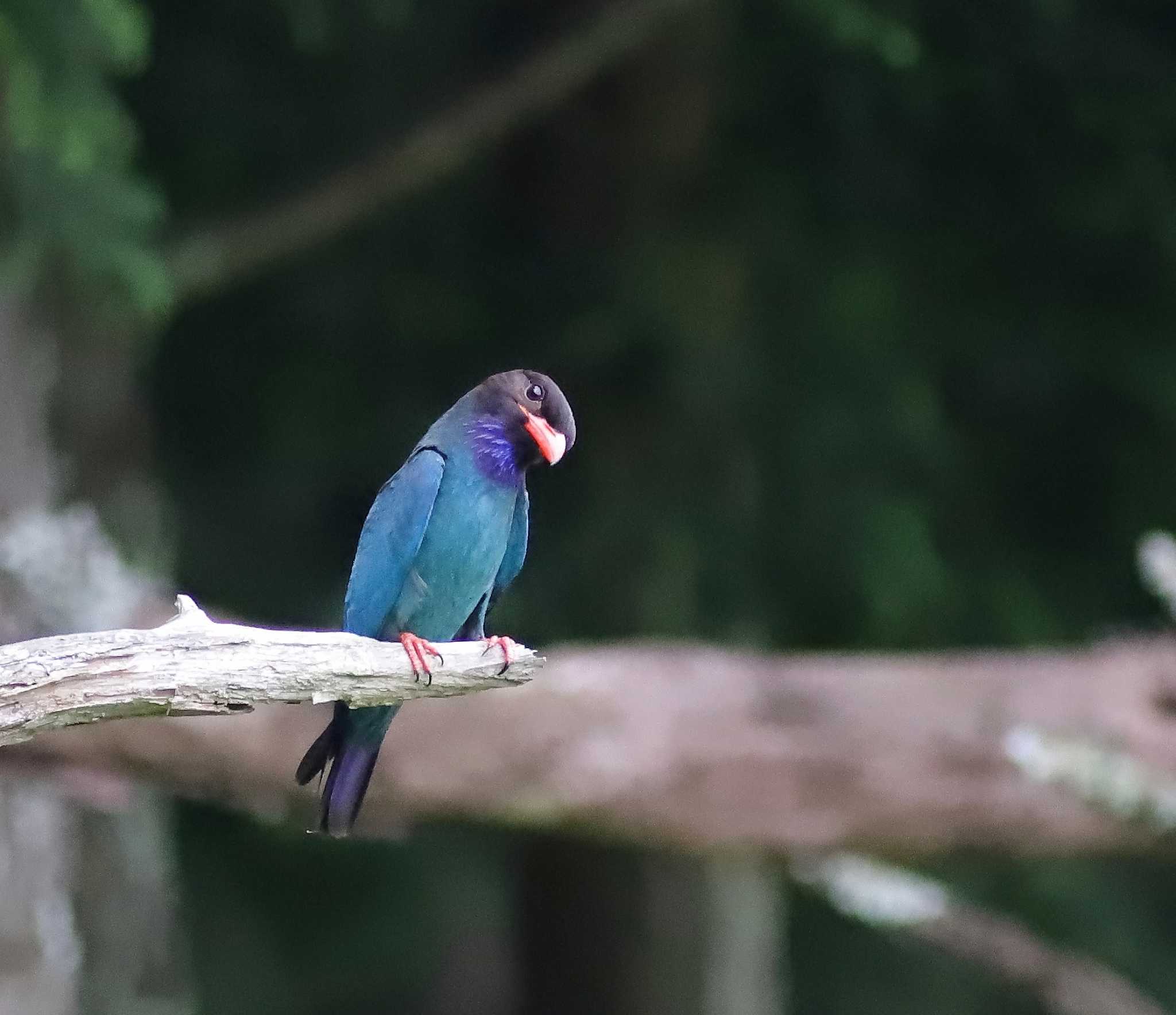 Photo of Oriental Dollarbird at 岡山県吉備中央町 by アカウント13008