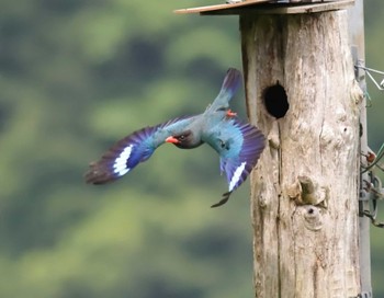 Oriental Dollarbird 岡山県吉備中央町 Wed, 7/12/2023