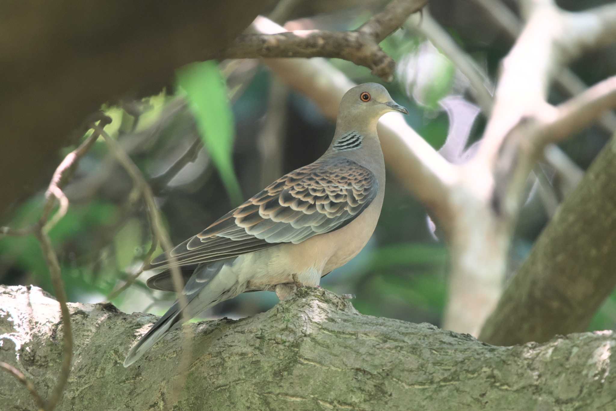 Photo of Oriental Turtle Dove at 池子の森自然公園 by Y. Watanabe