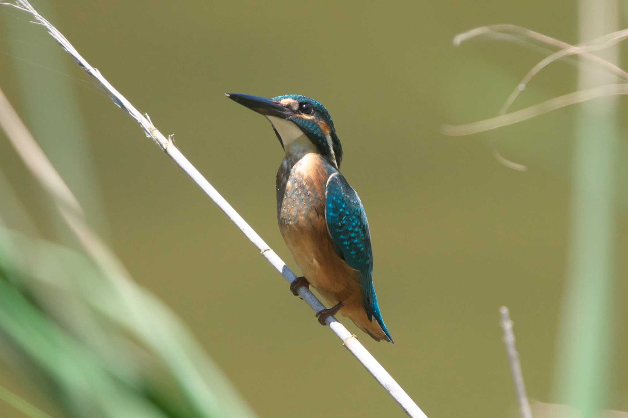 Photo of Common Kingfisher at 池子の森自然公園 by Y. Watanabe