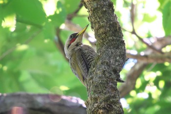 Wed, 7/12/2023 Birding report at 池子の森自然公園