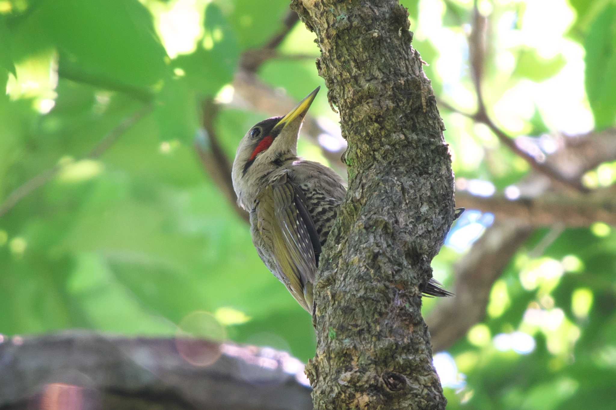 池子の森自然公園 アオゲラの写真