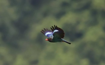 ブッポウソウ 岡山県吉備中央町 2023年7月12日(水)