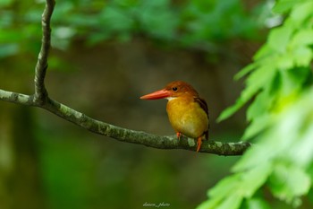 アカショウビン 十二湖(青森県深浦町) 2023年6月26日(月)