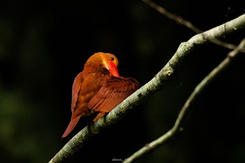 アカショウビン 十二湖(青森県深浦町) 2023年6月26日(月)