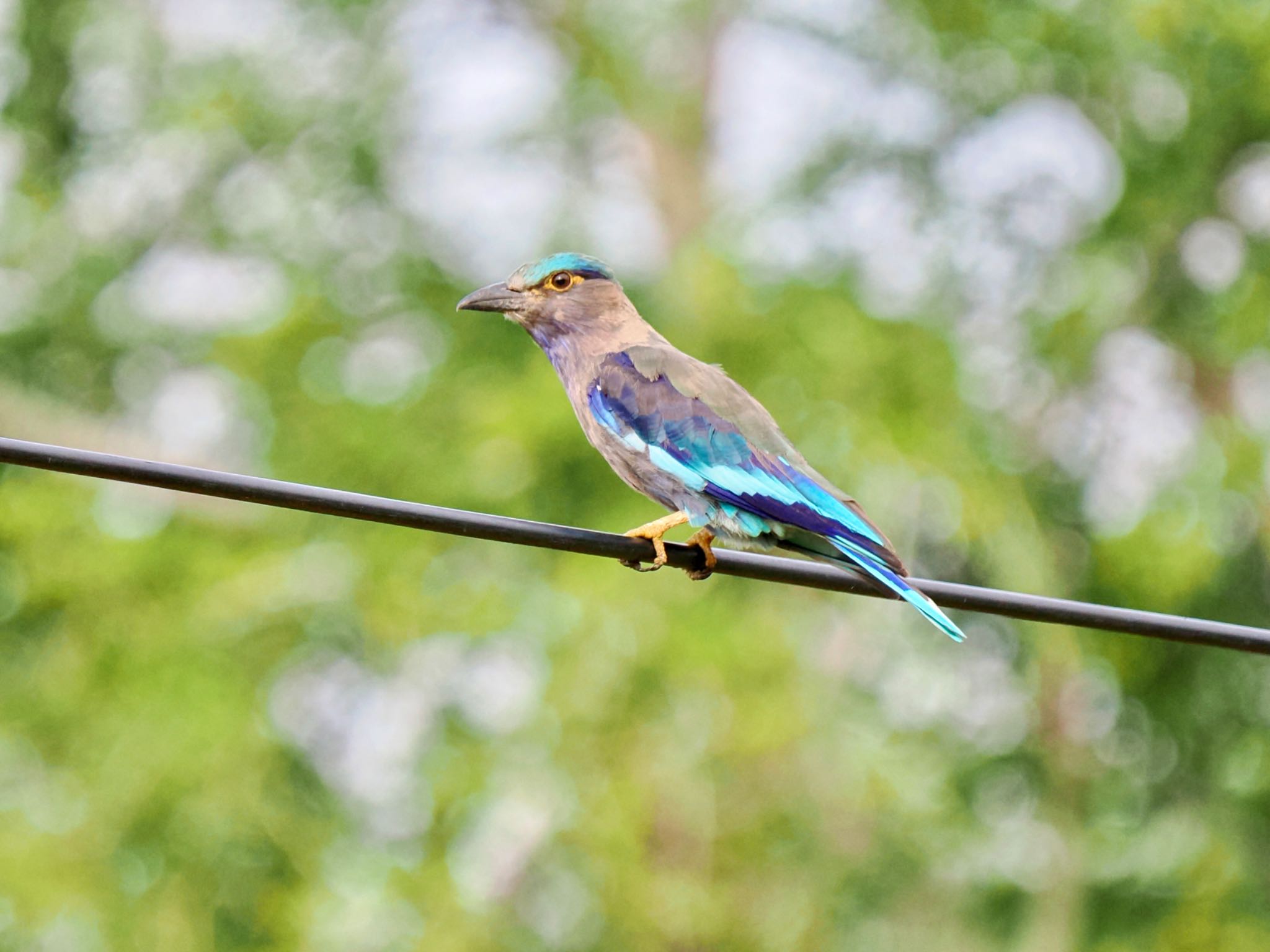 インドブッポウソウ Indian Roller  by クロやん