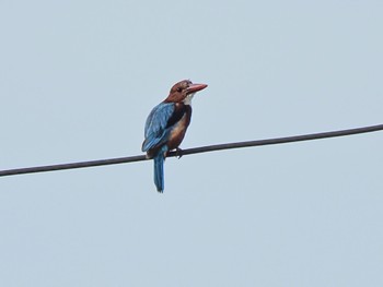 White-throated Kingfisher Kaeng Krachan National Park Fri, 6/30/2023