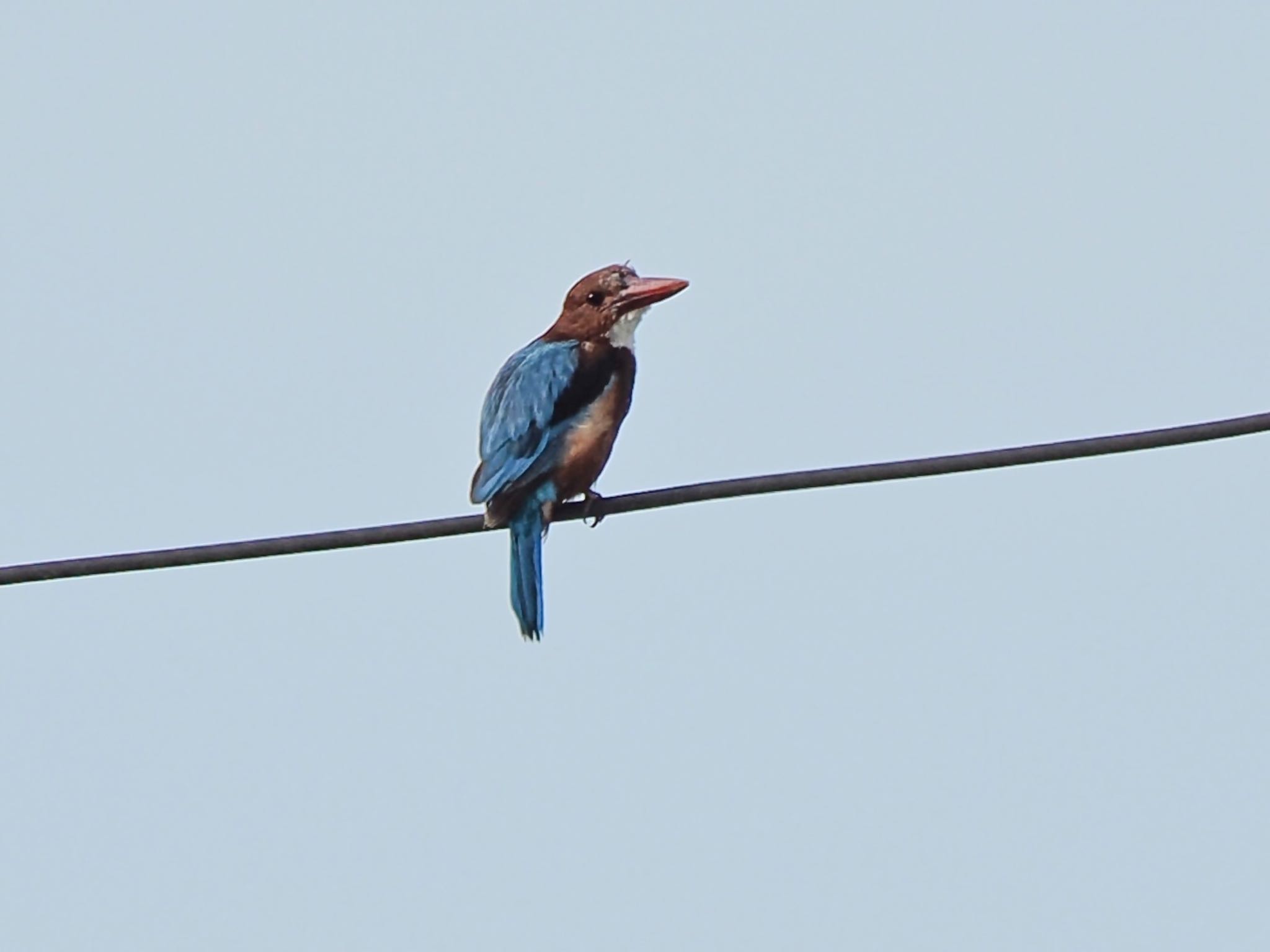 White-throated Kingfisher