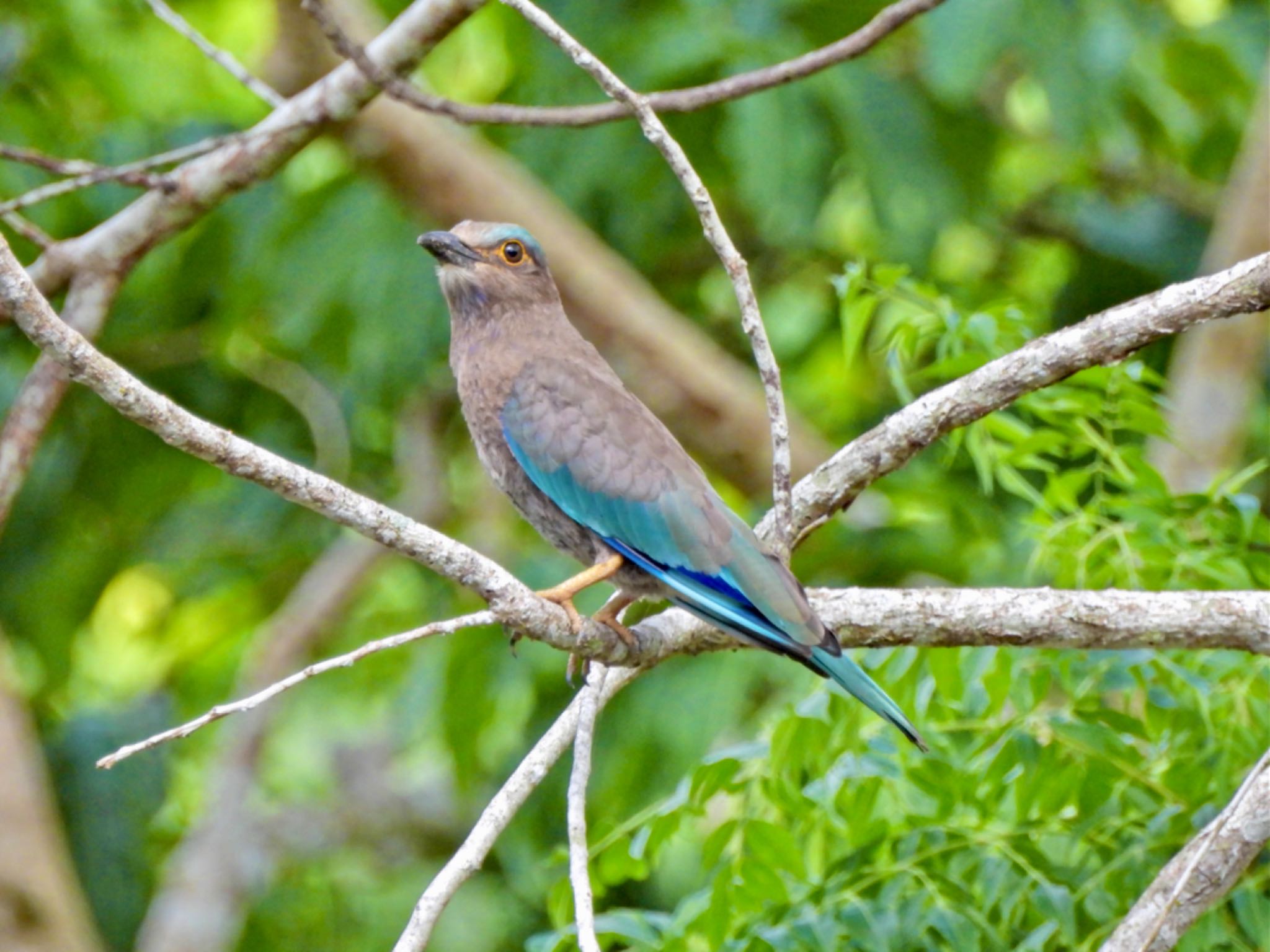 Indian Roller