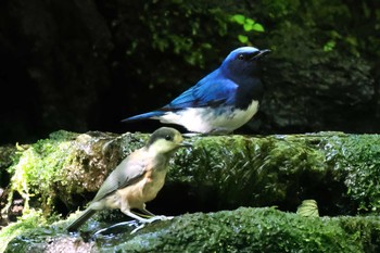 オオルリ 大洞の水場 2023年7月11日(火)