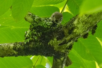 Asian Brown Flycatcher 松之山 Sat, 6/24/2023