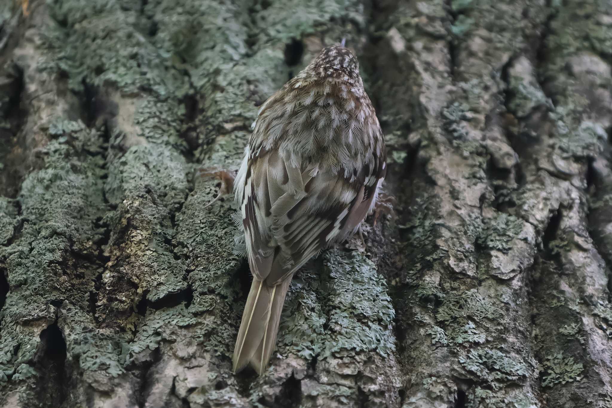 Eurasian Treecreeper(daurica)