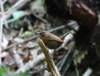 Eurasian Wren 段戸裏谷 Wed, 7/12/2023